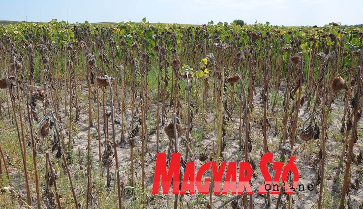 A humusztartalom ma kb. 3 százalékosra tehető, ami már határérték (Fotó: Ótos András archív)