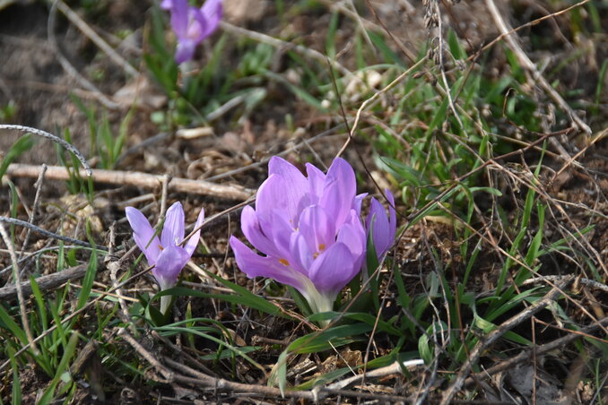 A lila egyhajúvirág (Gergely Árpád felvétele)