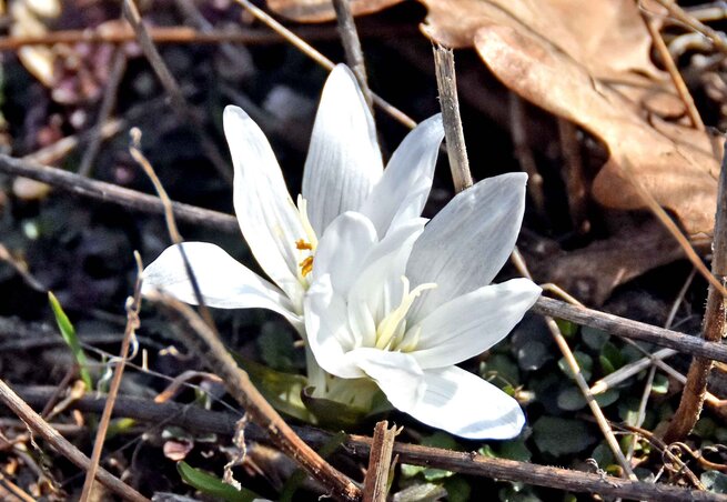 A fehér színű egyhajúvirág igen ritka (Gergely Árpád felvétele)