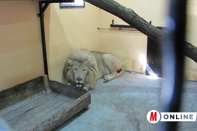 Belkó, a fehér oroszlánkirály (Fotó: Paszterkó Erika)