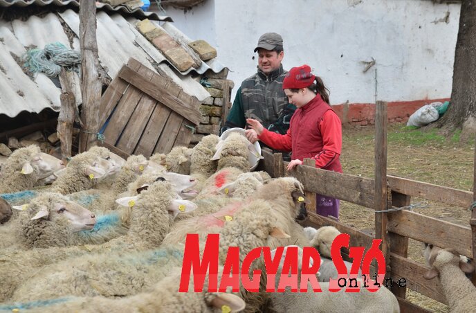 Róbert és Brenda együtt szokták etetni a juhokat (Lakatos János felvétele)