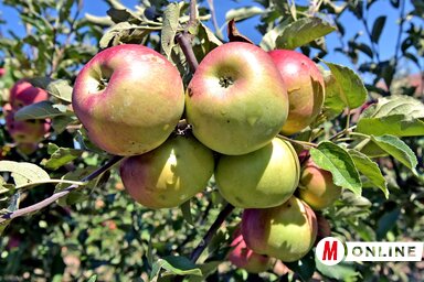 A kiváló horgosi almát a kistermelők a piacokon kénytelenek értékesíteni, mert külföldre nem tudnak szállítani (Fotó: Gergely Árpád)