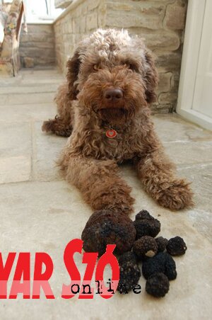 Vadász a zsákmánnyal (Lagotto Romagnolo kutyafajta) Vadász a zsákmánnyal (Lagotto Romagnolo kutyafajta)