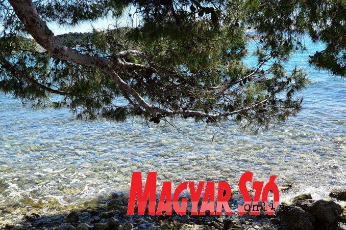 Makarska jól felismerhető fenyvesekkel szegélyezett strandja (Varjú Márta felvétele) Makarska jól felismerhető fenyvesekkel szegélyezett strandja (Varjú Márta felvétele)