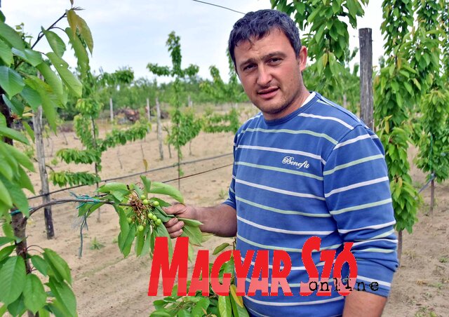Ifj. Somogyi János a cseresznyefán okozott károkat szemlélteti (Fotó: Gergely Árpád) Ifj. Somogyi János a cseresznyefán okozott károkat szemlélteti (Fotó: Gergely Árpád)
