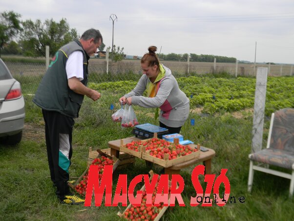 Anna a piacon és az ültetvény mellett is árulja a friss epret