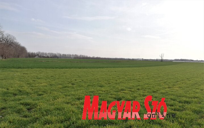 Az árpa érzékenyebb a kedvezőtlen hatásokra, és igazi stresszként élték meg a növények, hogy az enyhe időjárást követően voltak fagyos, hideg napok (Tóth Péter felvétele) Az árpa érzékenyebb a kedvezőtlen hatásokra, és igazi stresszként élték meg a növények, hogy az enyhe időjárást követően voltak fagyos, hideg napok (Tóth Péter felvétele)