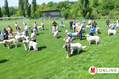Harminc kuvasz a pályán (Lakatos János felvétele)