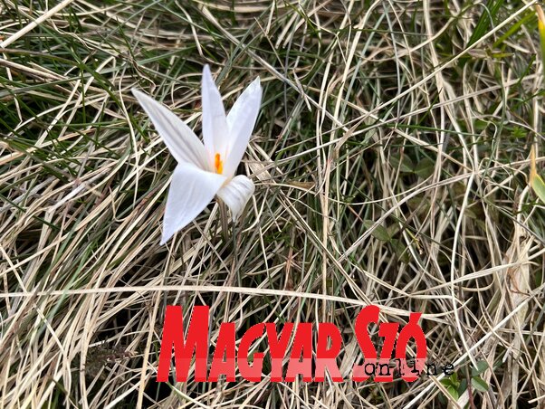 Jellegzetes fehér, kékeslila, albínó, azaz csík nélkül virágzó sáfrányokat figyelhettek meg az érdeklődők a 11. alkalommal megrendezett sáfránytúrán (Herceg Elizabetta felvétele) Jellegzetes fehér, kékeslila, albínó, azaz csík nélkül virágzó sáfrányokat figyelhettek meg az érdeklődők a 11. alkalommal megrendezett sáfránytúrán (Herceg Elizabetta felvétele)