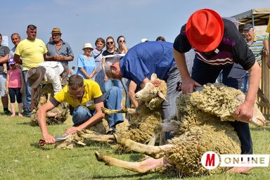 A rekkenő nyári hőségben a birkák nem vették zokon, hogy megszabadítják őket a meleg gyapjúbundájuktól (kép: Gergely József)