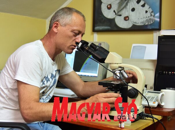 Dragiša saját mikroszkópján végzi a mikrogombák meghatározását (Gergely József felvétele)