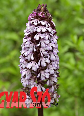 A bíborkosbor az egyik legszebb orchideánk (Gergely József felvétele)