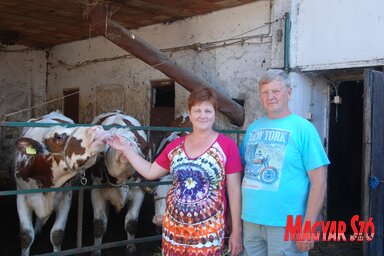 Fajka Angéla és Vince három éve kezdtek tejtermelésbe

