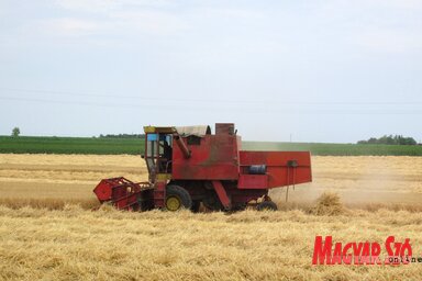 Tóth András magántermelő árpát arat a kishegyesi határban (kép: Tóth Péter)