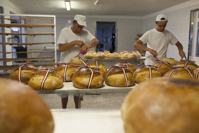 Kisült a magyarok kenyere Nagybajomban: 2016. augusztus 20-án (Fotó: MTI)