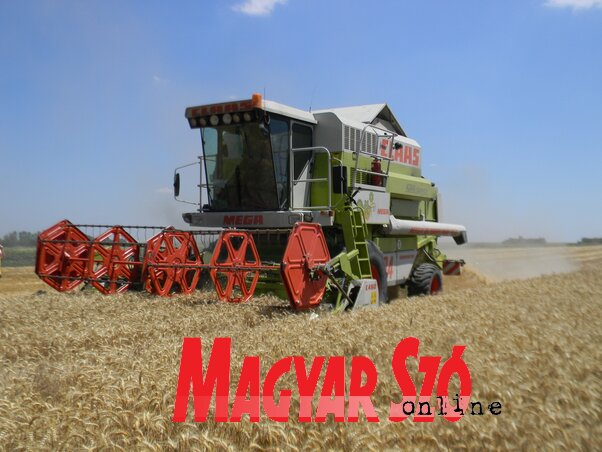 Csak jelképesen kezdte meg az aratást a kombájn (Fehér Rózsa képe)