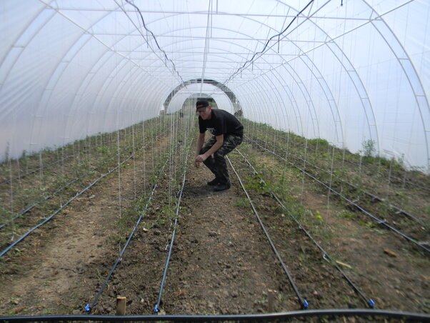 A kezdő zöldségtermesztők paradicsommal próbálkoznak a fóliasátrakban (Fotó: Fehér Rózsa)