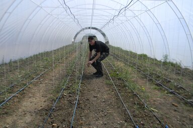 A kezdő zöldségtermesztők paradicsommal próbálkoznak a fóliasátrakban (Fotó: Fehér Rózsa)