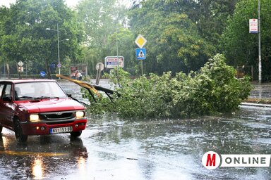 Újvidéken a Futaki utcán fát csavart ki a vihar (Dávid Csilla felvétele)