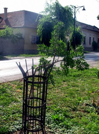 A fácskákat a védőfűző fölött törték el (Fotó: Fekete J. József)