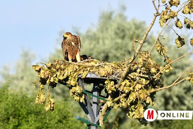 Fotó: Gergely József