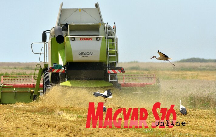 Foto: Gergely József