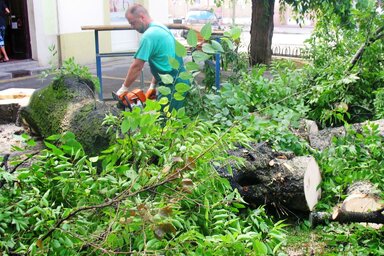 A központban ki kellett vágni a százéves fát (Fotó: Fekete J. József)