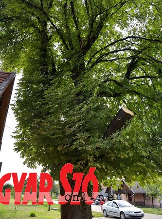 A frissen levágott ág kezeletlen csonkja (Gergely József felvétele) A frissen levágott ág kezeletlen csonkja (Gergely József felvétele)