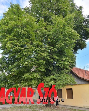 Kikić Bari Lídia eltörpül a hatalmas fa mellett (Gergely József felvétele) Kikić Bari Lídia eltörpül a hatalmas fa mellett (Gergely József felvétele)