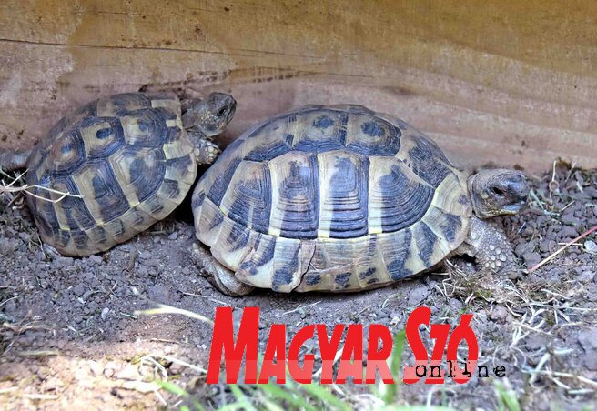 Harmincnyolc kis teknős kapott menedéket (Fotó: Gergely Árpád)