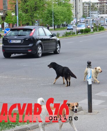 A felvétel az egyetemvárosnál lévő útkereszteződésnél készült, ahol az állatok rendszeresen megzavarják a kerékpárosokat (Dávid Csilla felvétele)