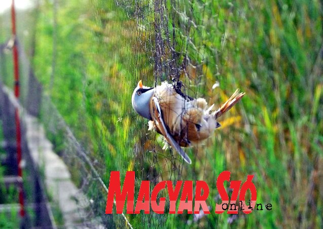 Barkós cinege – Naponta százötven madarat szednek ki a hálókból (Fotó: Gergely József)