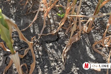 Kukoricatábla Dél-Bácskában (Ótos András felvétele)