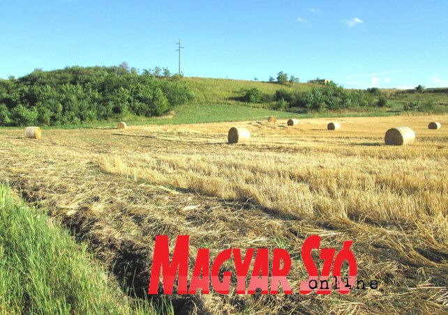 Ajánlatos megkezdeni a tarlóhántást Ajánlatos megkezdeni a tarlóhántást