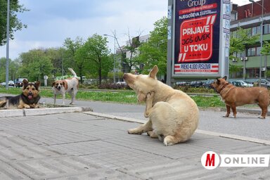 A kóbor kutyák falkákba verődnek (Dávid Csilla illusztrációja)