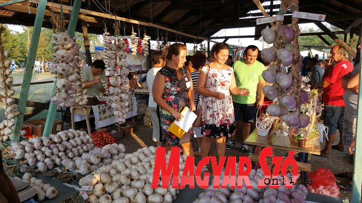 U Šupljaku ne postoji porodica koja ne uzgaja beli luk (Foto:Gergelj Arpad)