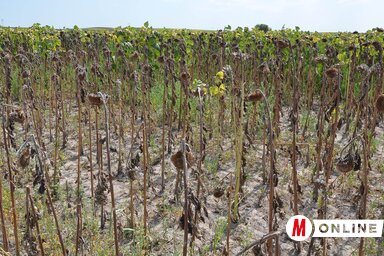 A becslés szerint a napraforgót az időjárás miatt átlagosan 15 százalékos veszteség érte (Fotó: Ótos András)