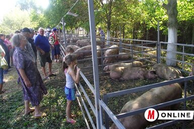 A sertéskiállítást minden évben nagy érdeklődés övezte (Herceg Elizabetta felvétele)