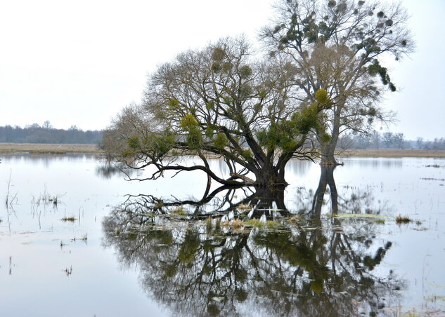 A Fertő-Hanság Nemzeti Park változatos vízi világa sok látnivalót tartogat (Fotó: Gergely József) A Fertő-Hanság Nemzeti Park változatos vízi világa sok látnivalót tartogat (Fotó: Gergely József)