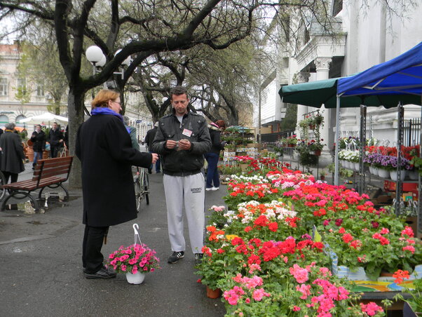 A tengernyi muskátli, fák és bokrok mellett kézműves termékek, mézek, pálinkák stb. kaphatók a központban (Fotó: Fehér Rózsa)