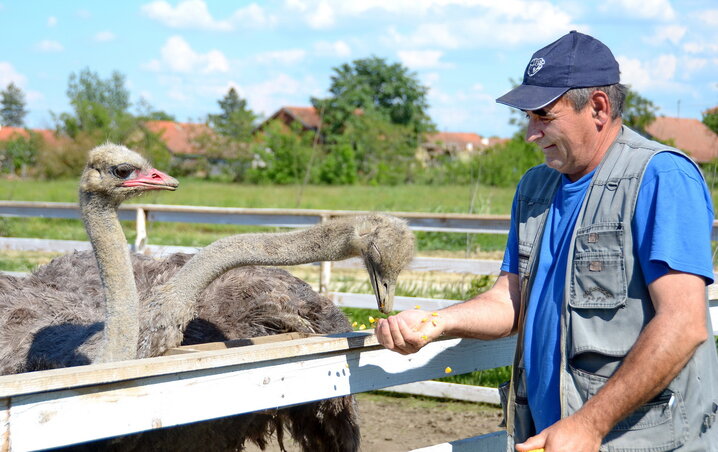 A struccpár: Lujza és Frédi a gazdájuk tenyeréből eszik (Fotó: Gergely József) A struccpár: Lujza és Frédi a gazdájuk tenyeréből eszik (Fotó: Gergely József)