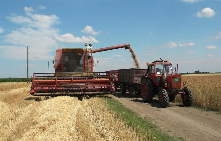 Kishegyes községben alacsony volt a búza átlaghozama – véli Bácsi Gábor (Fotó: Lakatos János)