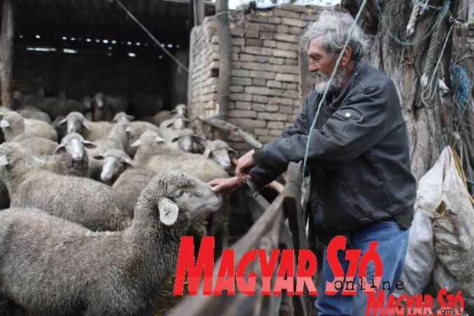Aki nem szereti a magányt, az nem való juhásznak (Lakatos János felvétele) Aki nem szereti a magányt, az nem való juhásznak (Lakatos János felvétele)