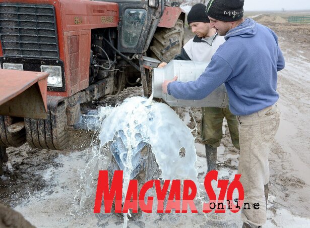 Naponta több száz liter tej megy veszendőbe a Sövényházi-farmon (fotó: Gergely Árpád) Naponta több száz liter tej megy veszendőbe a Sövényházi-farmon (fotó: Gergely Árpád)