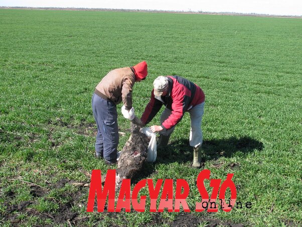 Becslések szerint az elpusztult őzek száma az eddig megtaláltak többszöröse lehet (Fotó: Kecskés István)