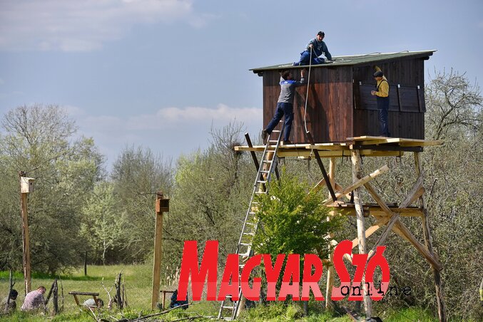 A Járás szélén, ezüstfás terepen állították fel a fotós magaslest A Járás szélén, ezüstfás terepen állították fel a fotós magaslest