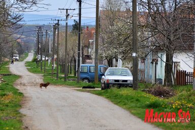 A háziállatok szabadon sétálnak a Verseci-hegy lankáin fekvő Szered utcáin. A félénkebbek szétröppentek, a fotózás pillanatában csak a kutya maradt az úton. (Fotó: Ótos András)