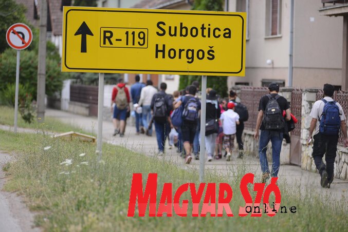 Vajon hova vándorolnak? (Fotó: Molnár Edvárd)