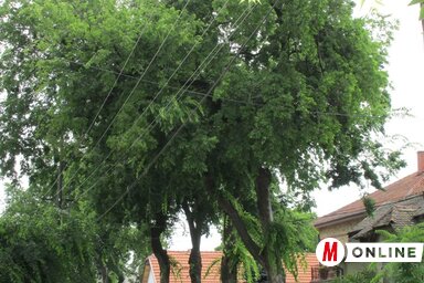 A város utcái összesen 120 km hosszúak, fasorainak hossza 121 km! (Fotó: Fekete J. József)