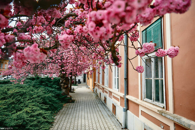 Szombathelyen is gyönyörű a cseresznyefa-virágzás (Fotó: nyugat.hu)